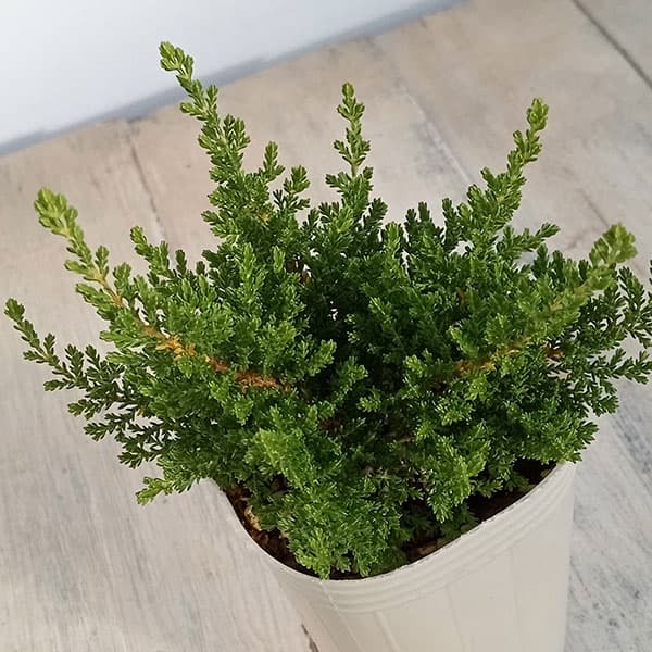 カルーナ：スプリングクリーム（Spring Cream）3.5号ポット