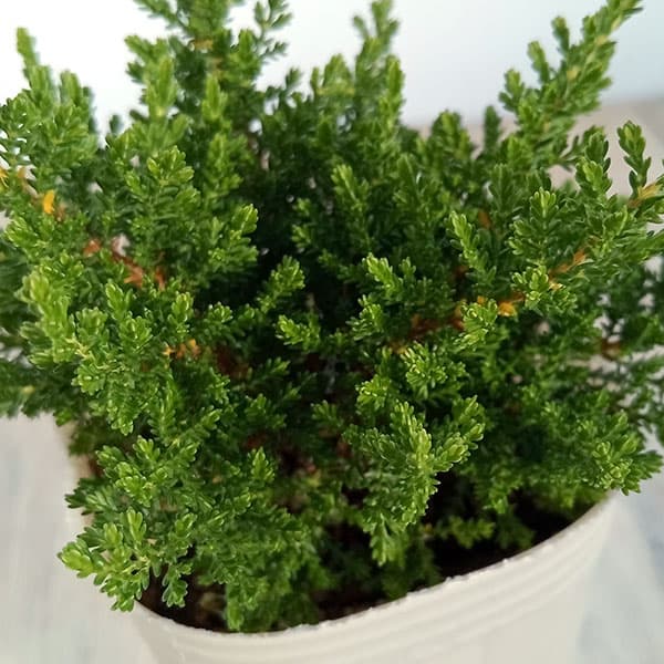 カルーナ：スプリングクリーム（Spring Cream）3.5号ポット