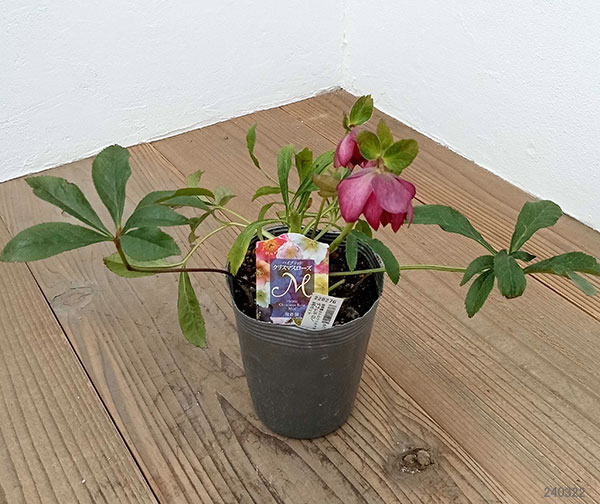 クリスマスローズ フラワー・ガーデニング ㉕-228クリスマスローズ