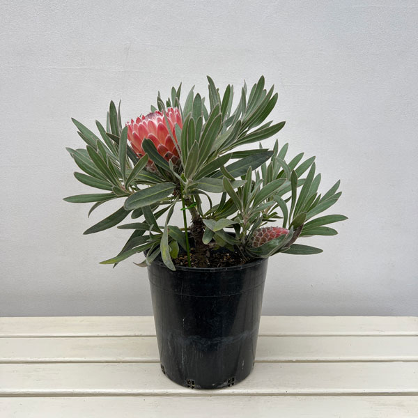 [ザ・ファームセレクト]プロテア：ジュリエット7号鉢植え（2F）