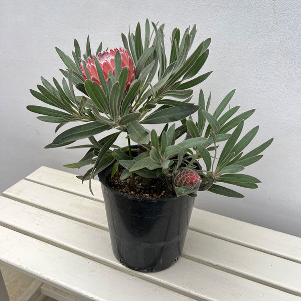 [ザ・ファームセレクト]プロテア：ジュリエット7号鉢植え（2F）