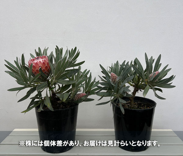 [ザ・ファームセレクト]プロテア：ジュリエット7号鉢植え（2F）