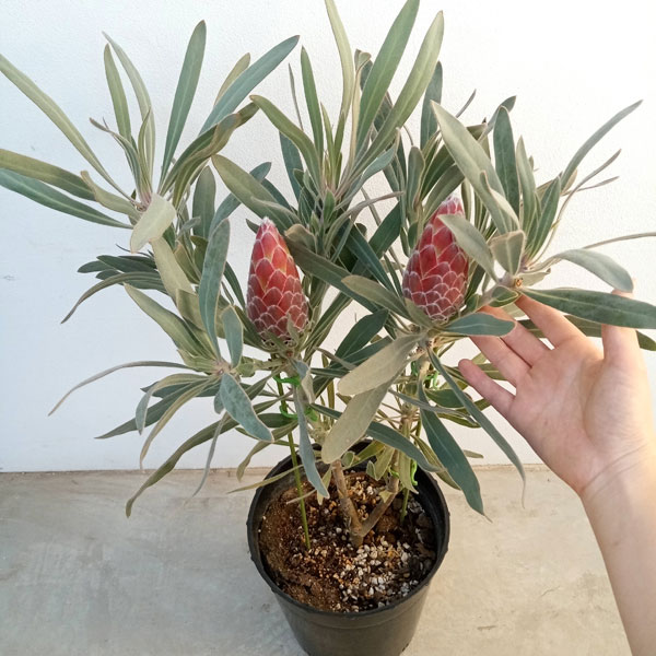 boelen　プロテア　ジュリエット　10号 ザ・ファームセレクト]プロテア：ジュリエット7号23-01（2F） の