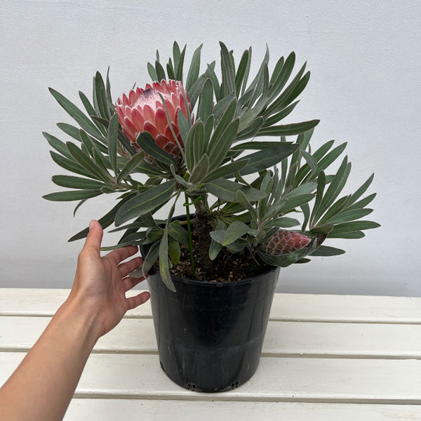 [ザ・ファームセレクト]プロテア：ジュリエット7号鉢植え（2F）