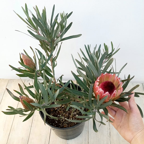 園芸ネット本店｜プロテア：ピクシー 7号鉢植え23-05（3F） の通販【公式】