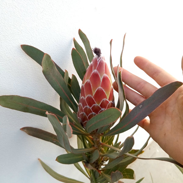 園芸ネット本店｜プロテア：ポッサムマジック7号鉢植え23-04（2F） の