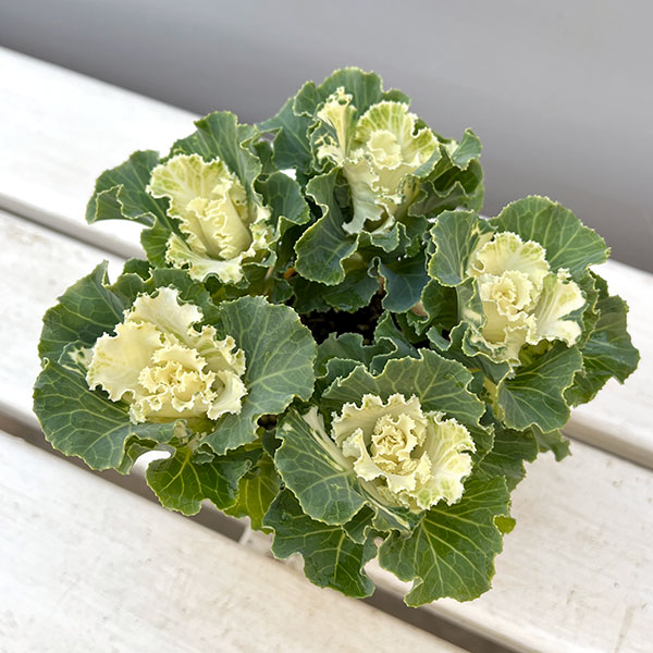 ハボタン:セッション ペティクリーム3号ポット