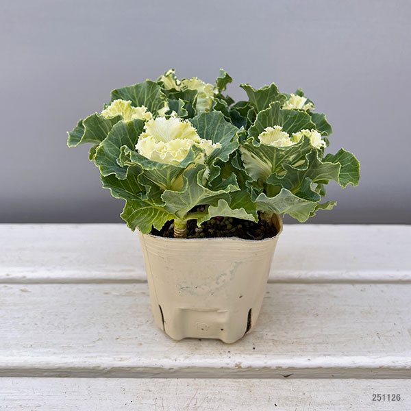 ハボタン:セッション ペティクリーム3号ポット