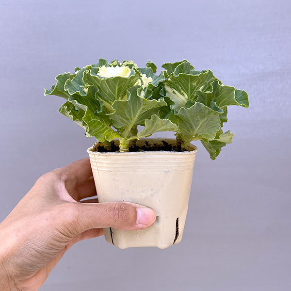 ハボタン:セッション ペティクリーム3号ポット