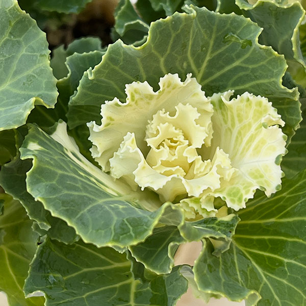 ハボタン:セッション ペティクリーム3号ポット