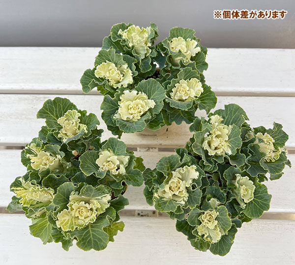 ハボタン:セッション ペティクリーム3号ポット