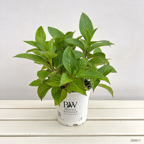 アジサイ:サマーメドレー アリーバ5号鉢植え