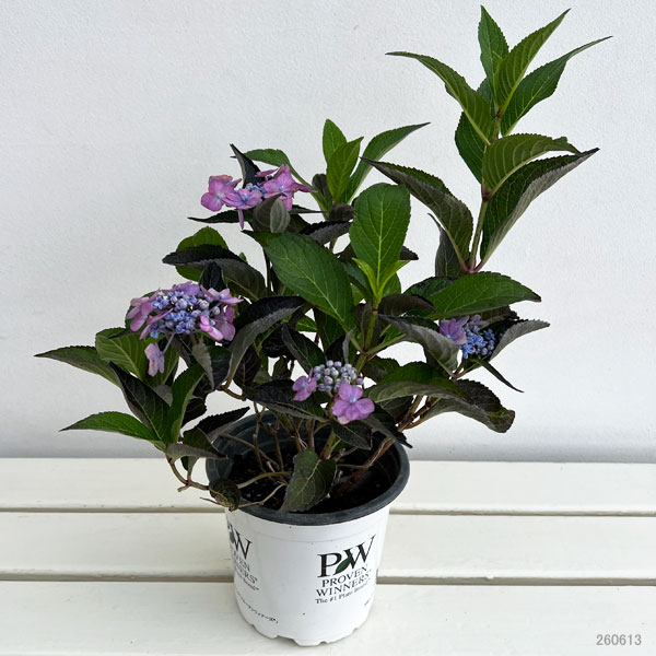園芸ネット本店｜アジサイ：サマーメドレー ダブルキャンディ5号鉢植え
