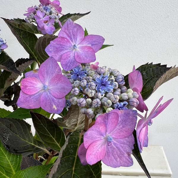 アジサイ:サマーメドレー ダブルキャンディ5号鉢植え