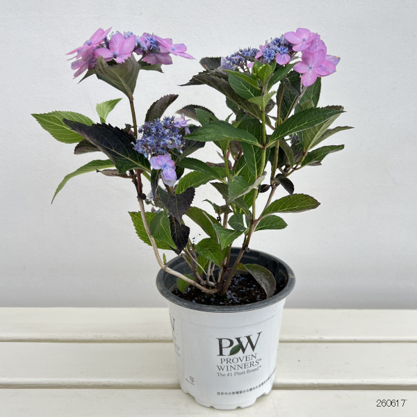 アジサイ:サマーメドレー ダブルキャンディ5号鉢植え