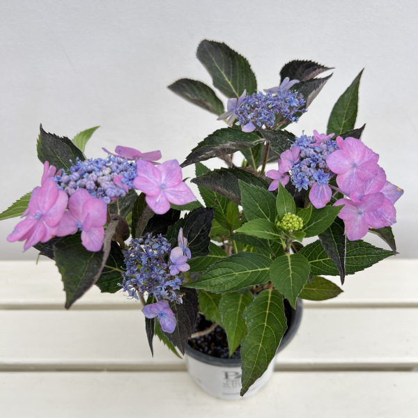 アジサイ:サマーメドレー ダブルキャンディ5号鉢植え