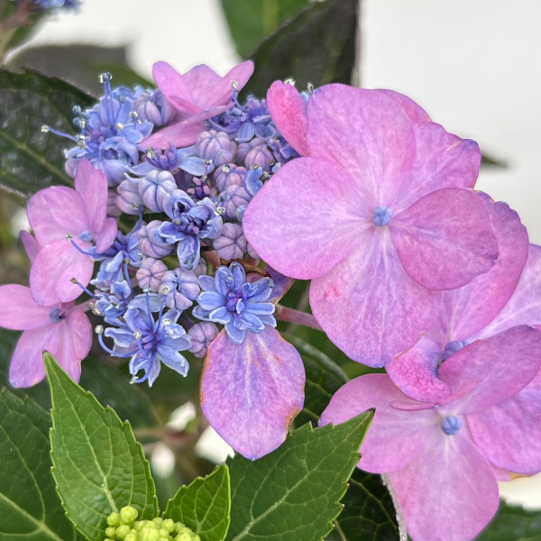アジサイ:サマーメドレー ダブルキャンディ5号鉢植え