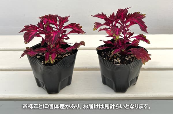 コリウス:ロイヤリティ3号ポット