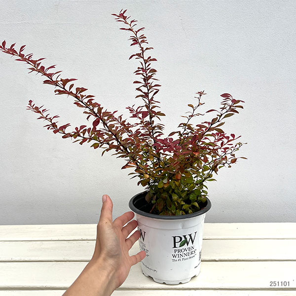 メギ（バーベリス）：サンジョイ ネオ5号鉢植え