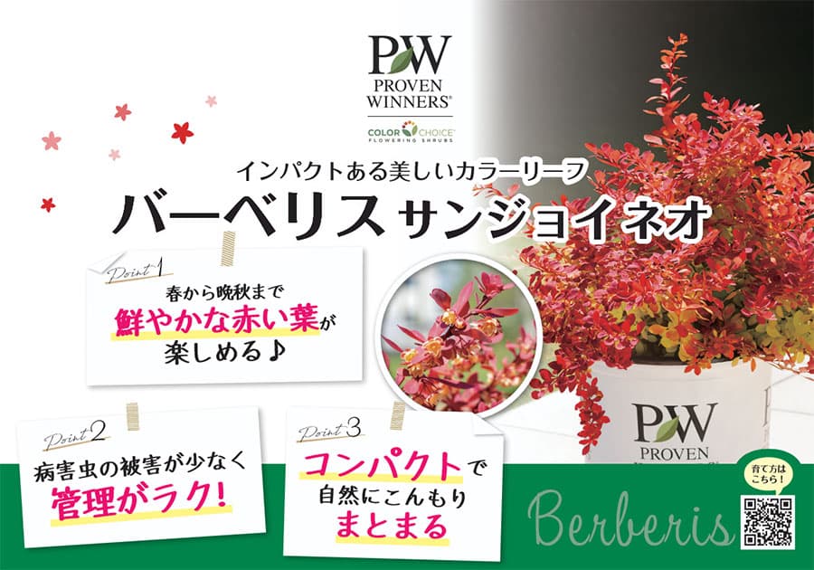 メギ（バーベリス）：サンジョイ ネオ5号鉢植え