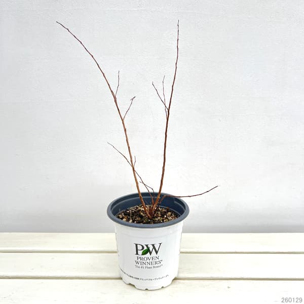 サルスベリ（百日紅）：センターステージ レッド5号鉢植え