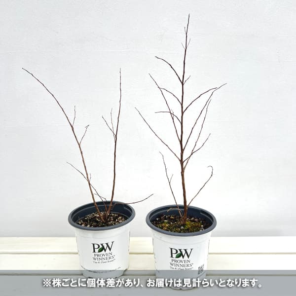 サルスベリ（百日紅）：センターステージ レッド5号鉢植え