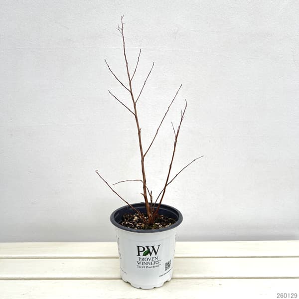 サルスベリ（百日紅）：センターステージ コーラル5号鉢植え