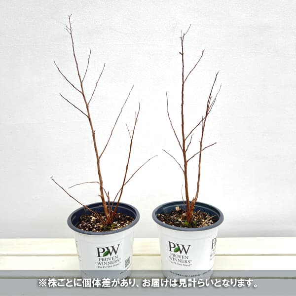 サルスベリ（百日紅）：センターステージ コーラル5号鉢植え