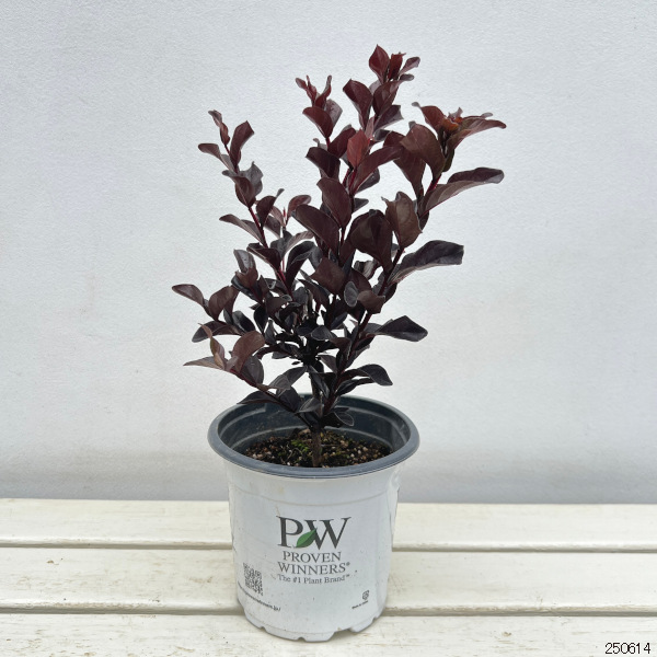 サルスベリ（百日紅）：センターステージ ピンク5号鉢植え