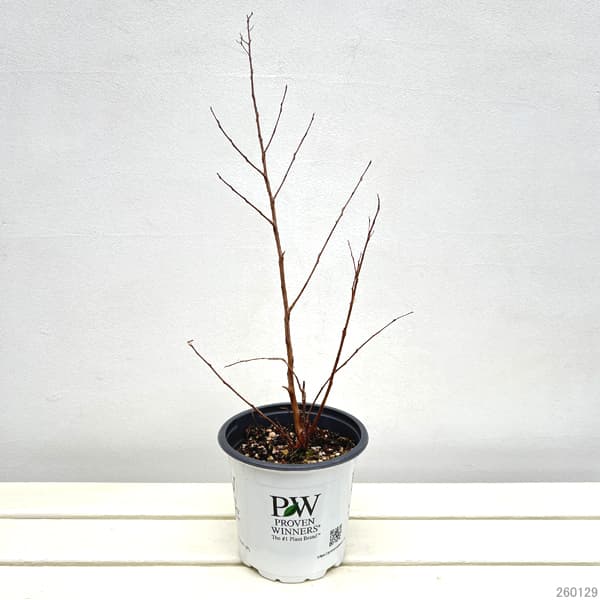 サルスベリ（百日紅）：センターステージ ピンク5号鉢植え