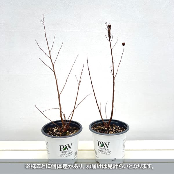 サルスベリ（百日紅）：センターステージ ピンク5号鉢植え