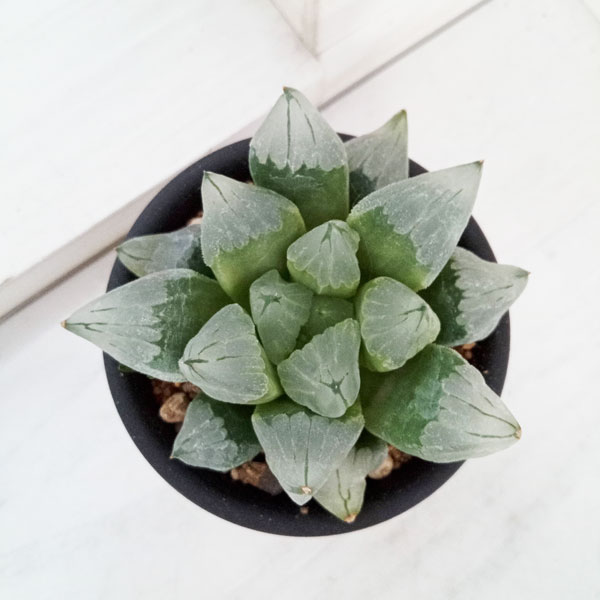 園芸ネット本店｜ハオルチア：氷城 3号鉢植え の通販【公式】