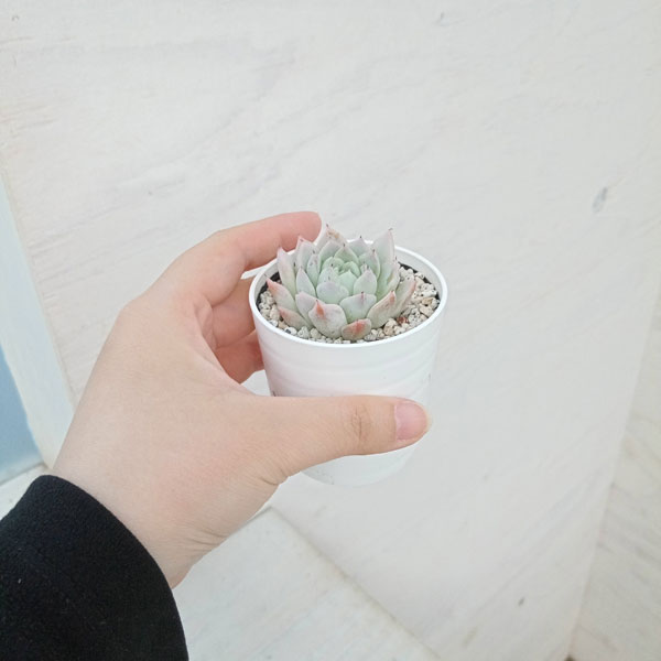 園芸ネット本店｜エケベリア：ホワイトザラゴーサ 2号ポット の通販