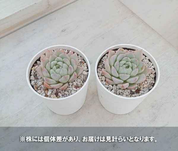 多肉植物　エケベリア　45.ホワイトザラゴーサ×コロラータタパル 多肉植物 エケベリア 45.ホワイトザラゴーサ×コロラータタパル