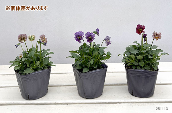 【お1人様1ポット】ビオラ：マイガール3号ポット