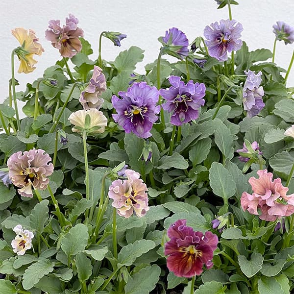 【お1人様1ポット】ビオラ：マイガール3号ポット