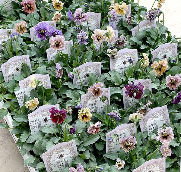 【お1人様1ポット】ビオラ：マイガール3号ポット