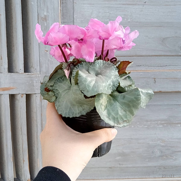 シクラメン(ミニ):白銀の世界(丸弁・ピンク系)3号ポット*