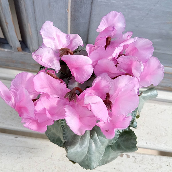 シクラメン(ミニ):白銀の世界(丸弁・ピンク系)3号ポット*