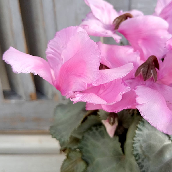 シクラメン(ミニ):白銀の世界(丸弁・ピンク系)3号ポット*