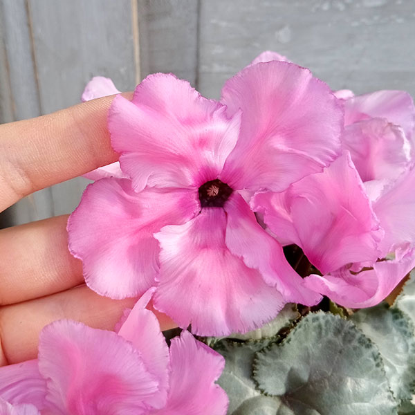 シクラメン(ミニ):白銀の世界(丸弁・ピンク系)3号ポット*