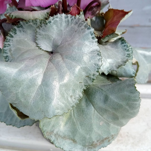 シクラメン(ミニ):白銀の世界(丸弁・ピンク系)3号ポット*