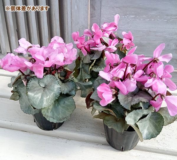 シクラメン(ミニ):白銀の世界(丸弁・ピンク系)3号ポット*