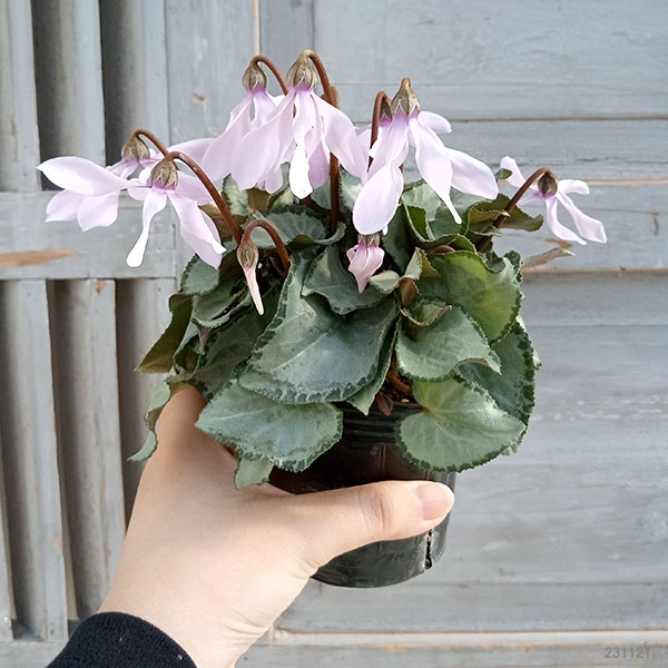 シクラメン（ミニ）：白銀の世界（細弁・ピアス系）3号ポット