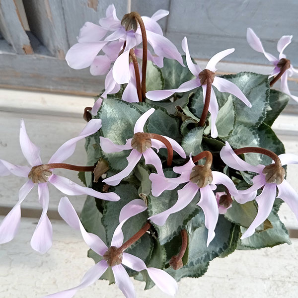 シクラメン（ミニ）：白銀の世界（細弁・ピアス系）3号ポット