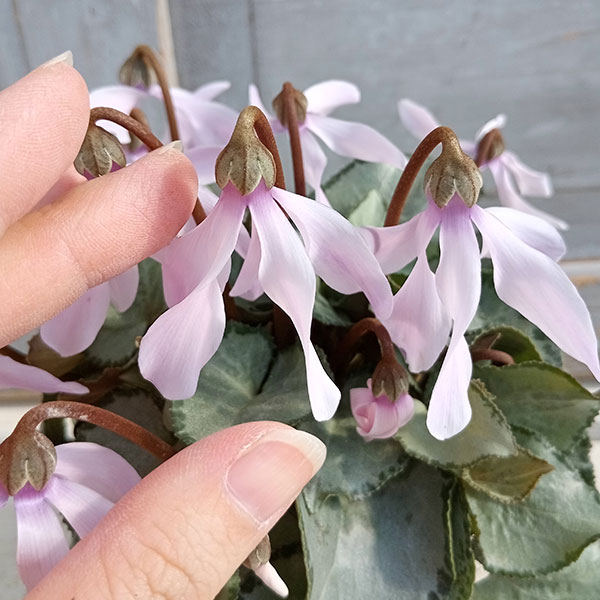 シクラメン（ミニ）：白銀の世界（細弁・ピアス系）3号ポット