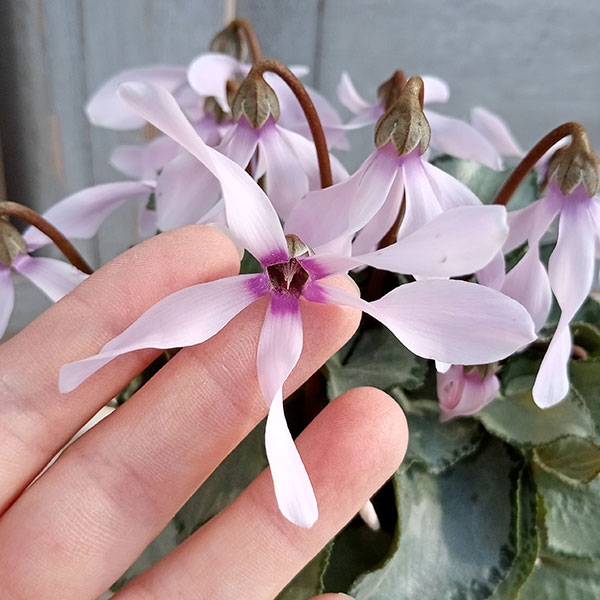 シクラメン（ミニ）：白銀の世界（細弁・ピアス系）3号ポット