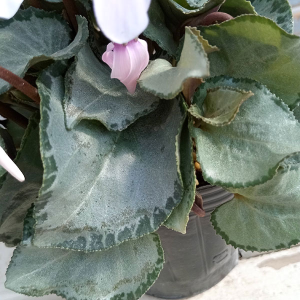 シクラメン（ミニ）：白銀の世界（細弁・ピアス系）3号ポット