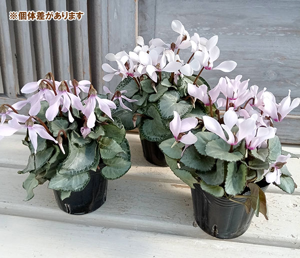シクラメン（ミニ）：白銀の世界（細弁・ピアス系）3号ポット