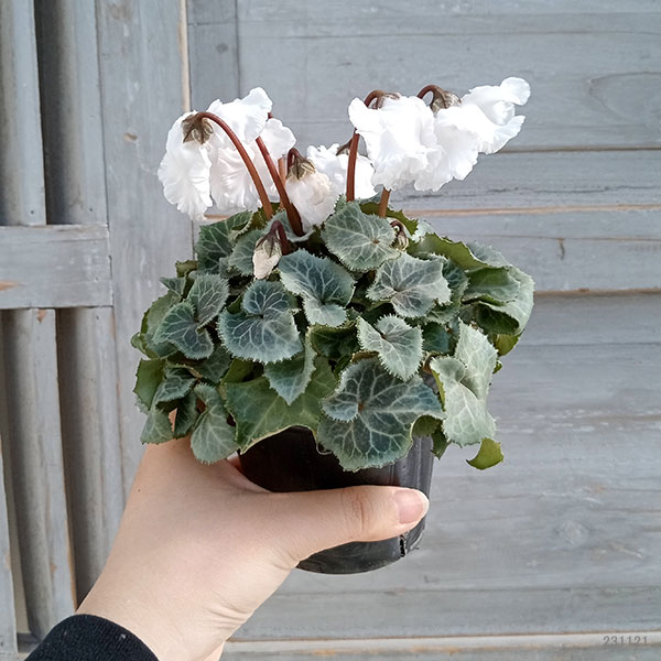 シクラメン（ミニ）：白銀の世界（ふわもこ系・ホワイト）3号ポット